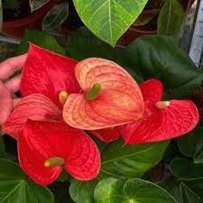 Bees Plant Hub Dwarf Anthurium Madhural Red Orange Indoor/Outdoor Live Plant