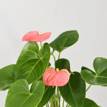 Bees Plant Hub Dwarf Anthurium Melito Pink Indoor/Outdoor Live Plant