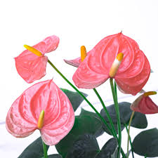 Bees Plant Hub Dwarf Anthurium Melito Pink Indoor/Outdoor Live Plant