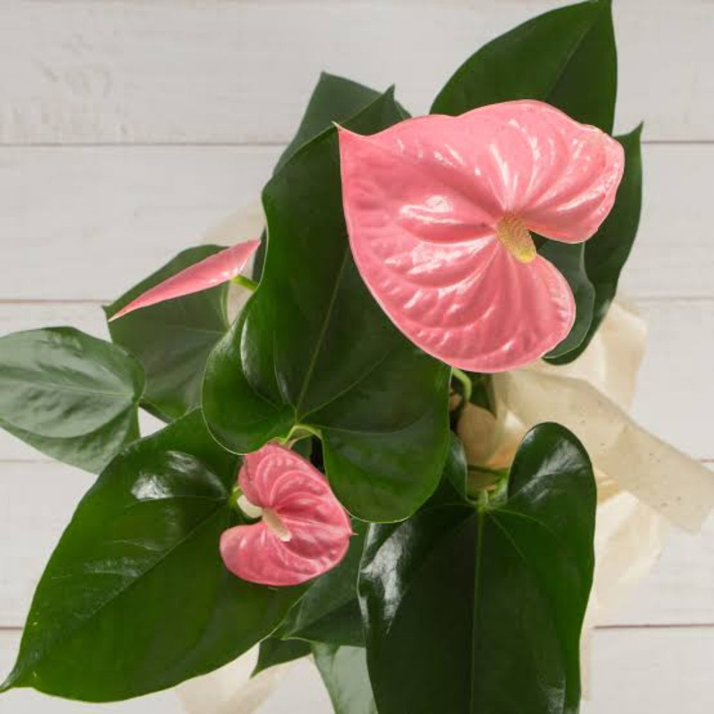 Bees Plant Hub Dwarf Anthurium Melito Pink Indoor/Outdoor Live Plant