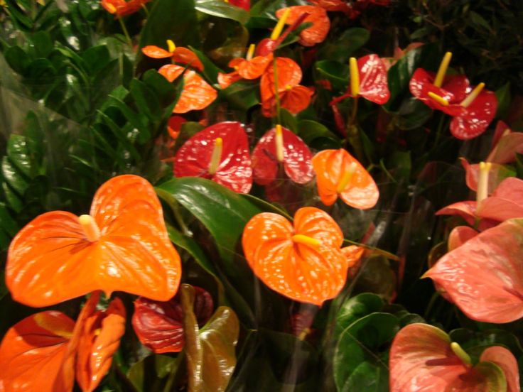 Bees Plant Hub Dwarf Anthurium Orange Champion Indoor/Outdoor Live Plant