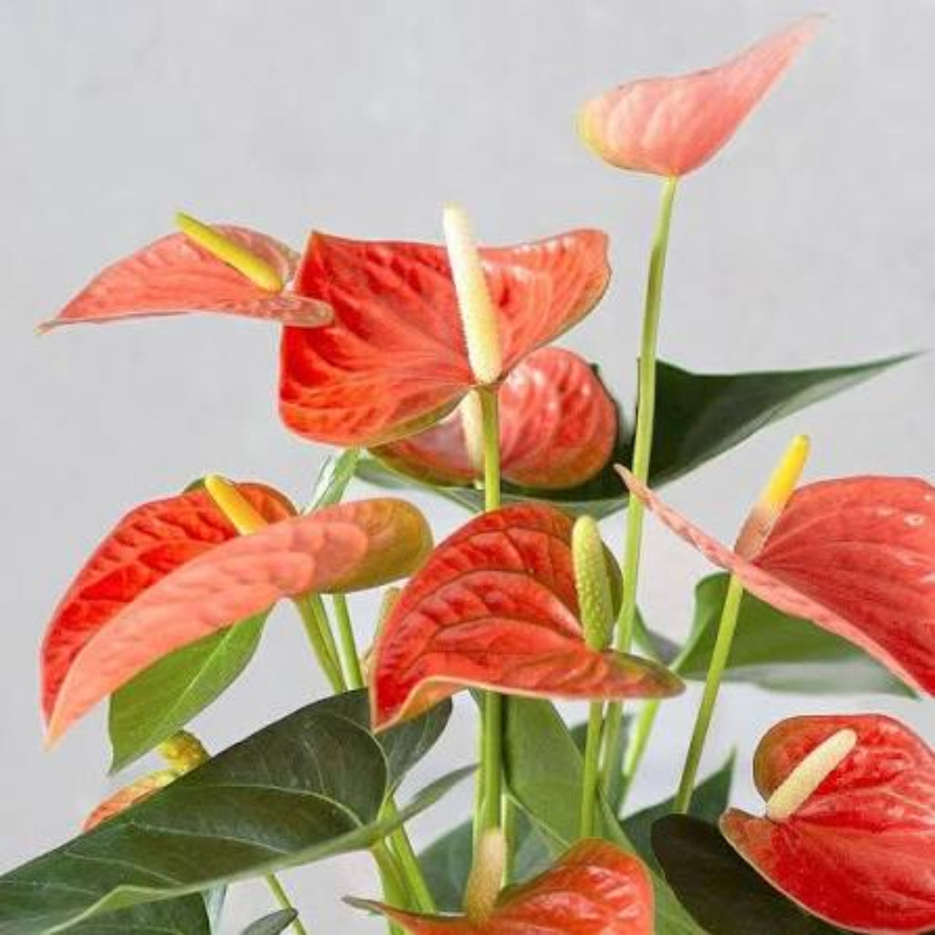 Bees Plant Hub Dwarf Anthurium Orange Champion Indoor/Outdoor Live Plant