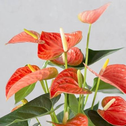 Bees Plant Hub Dwarf Anthurium Orange Champion Indoor/Outdoor Live Plant