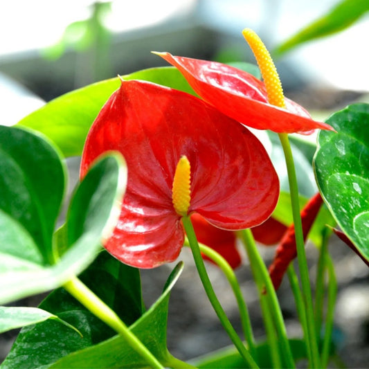Bees Plant Hub Dwarf Anthurium Painters Palette Indoor/Outdoor Live Plant