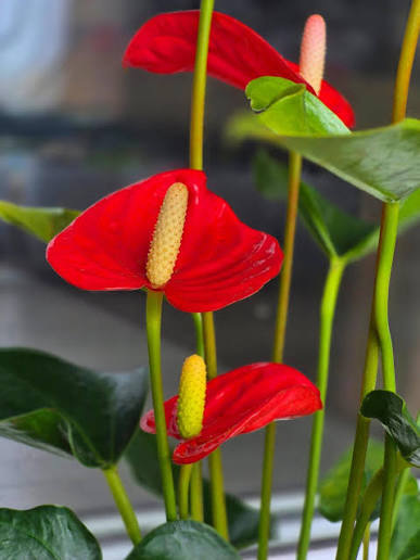 Bees Plant Hub Dwarf Anthurium Painters Palette Indoor/Outdoor Live Plant