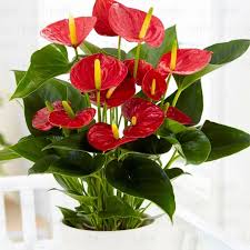 Bees Plant Hub Dwarf Anthurium Painters Palette Indoor/Outdoor Live Plant