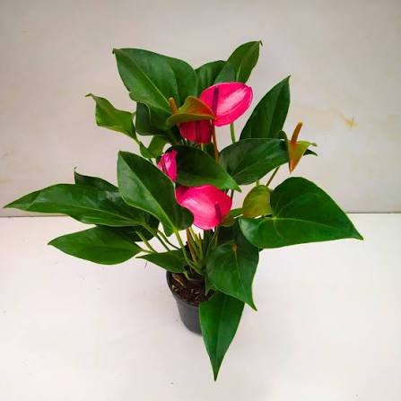 Bees Plant Hub Dwarf Anthurium Purple Fantasy Indoor/Outdoor Live Plant