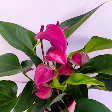 Bees Plant Hub Dwarf Anthurium Purple Fantasy Indoor/Outdoor Live Plant