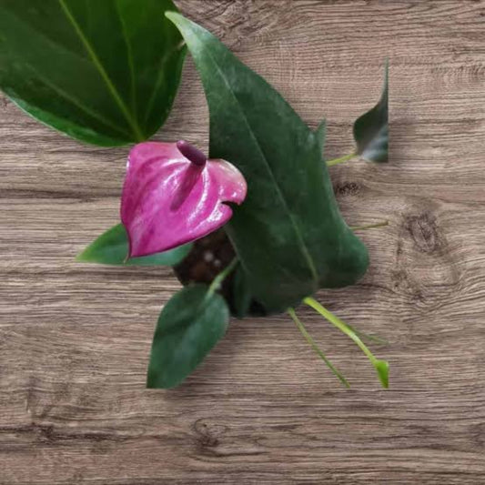 Bees Plant Hub Dwarf Anthurium Purple Fantasy Indoor/Outdoor Live Plant