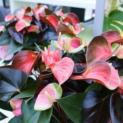 Bees Plant Hub Dwarf Anthurium Rainbow Champion Indoor/Outdoor Live Plant