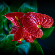 Bees Plant Hub Dwarf Anthurium Red Sensation Indoor/Outdoor Live Plant
