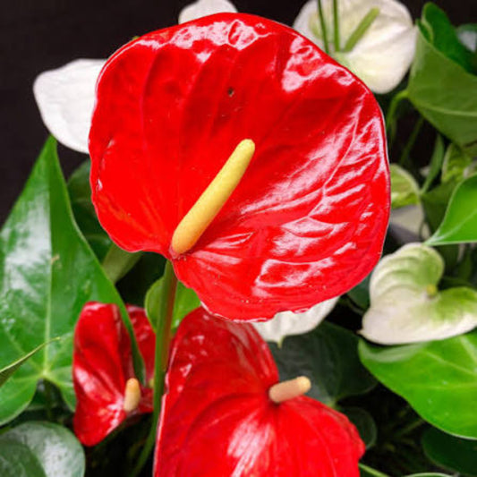 Bees Plant Hub Dwarf Anthurium Red Sensation Indoor/Outdoor Live Plant