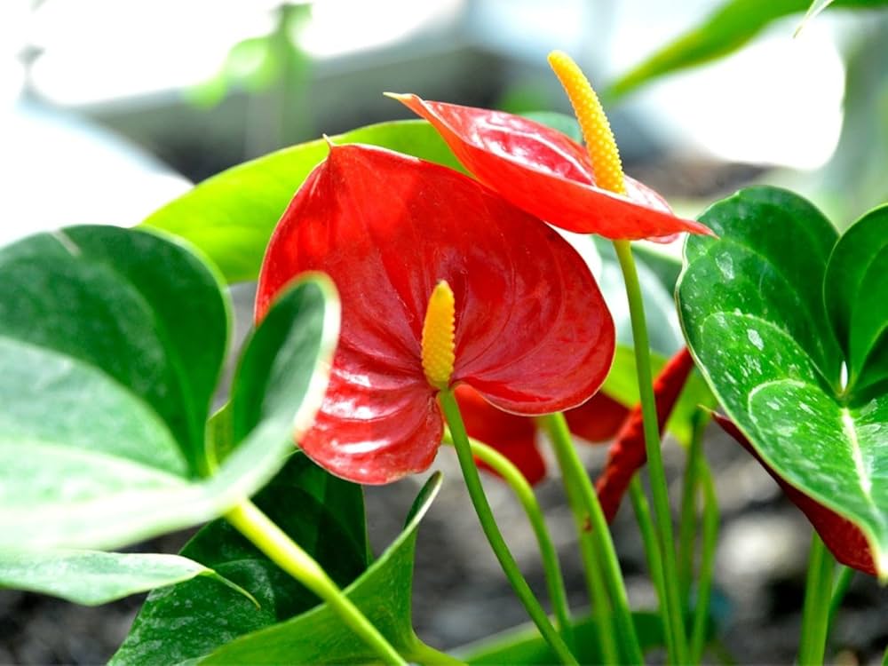 Bees Plant Hub Dwarf Anthurium Red Sensation Indoor/Outdoor Live Plant