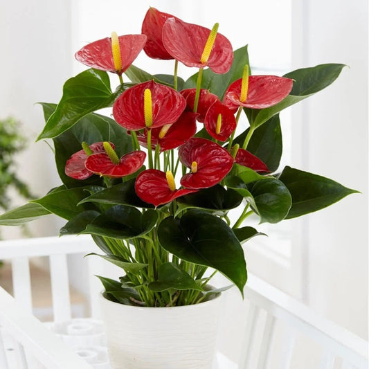 Bees Plant Hub Dwarf Anthurium Sempre Indoor/Outdoor Live Plant