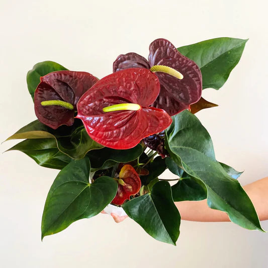 Bees Plant Hub Dwarf Anthurium Sempre Indoor/Outdoor Live Plant