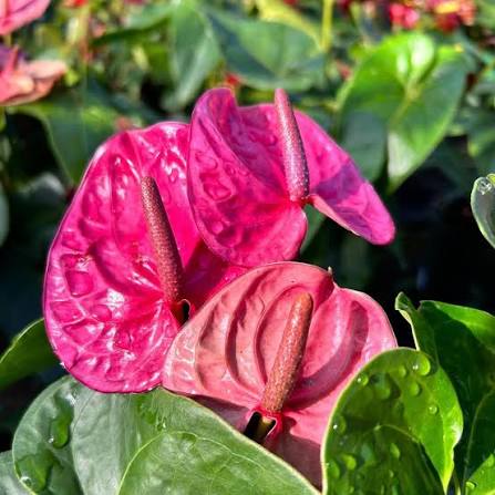 Bees Plant Hub Dwarf Anthurium Serrano Indoor/Outdoor Live Plant