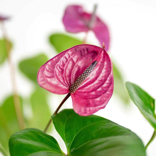 Bees Plant Hub Dwarf Anthurium Serrano Indoor/Outdoor Live Plant