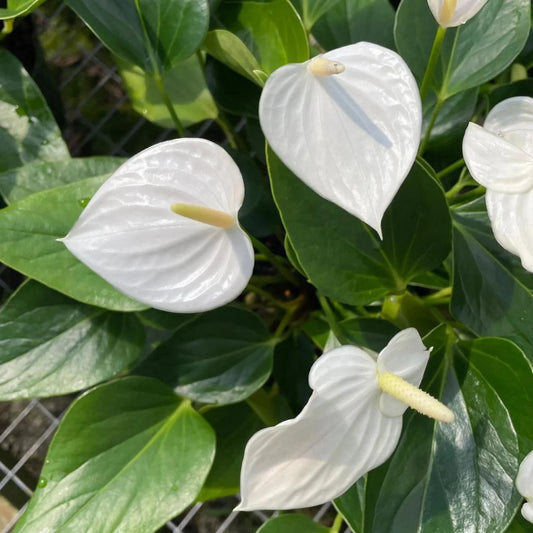 Bees Plant Hub Dwarf Anthurium Sharade White Indoor/Outdoor Live Plant