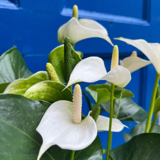 Bees Plant Hub Dwarf Anthurium Sharade White Indoor/Outdoor Live Plant