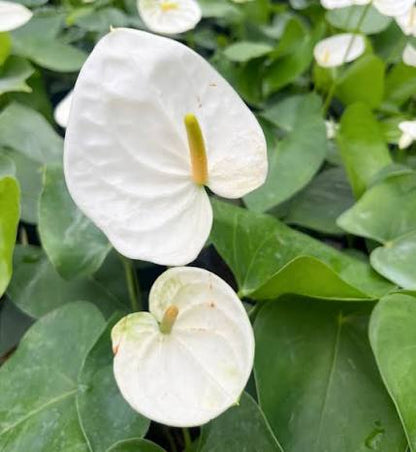 Bees Plant Hub Dwarf Anthurium Sharade White Indoor/Outdoor Live Plant