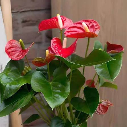 Bees Plant Hub Dwarf Anthurium Stilo Red Indoor/Outdoor Live Plant