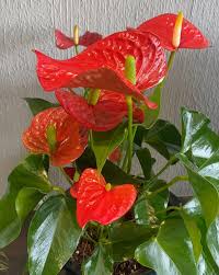Bees Plant Hub Dwarf Anthurium Stilo Red Indoor/Outdoor Live Plant
