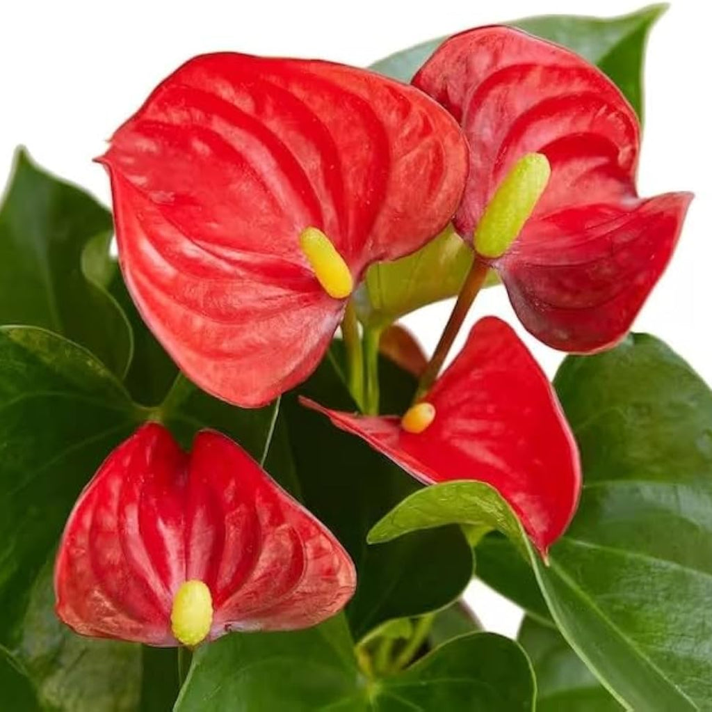 Bees Plant Hub Dwarf Anthurium Stilo Red Indoor/Outdoor Live Plant