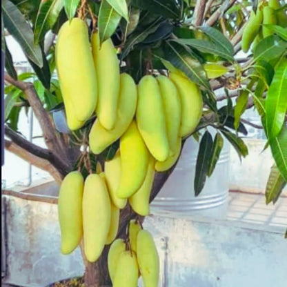 Bees Plant Hub Dwarf Banana Mango Grafted Live Plant