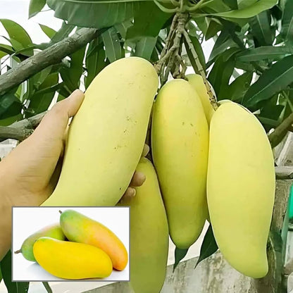 Bees Plant Hub Dwarf Banana Mango Grafted Live Plant