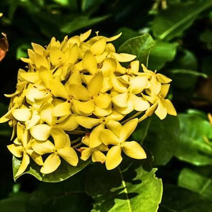 Bees Plant Hub Dwarf Ixora Yellow All Time Flowering Live Plant