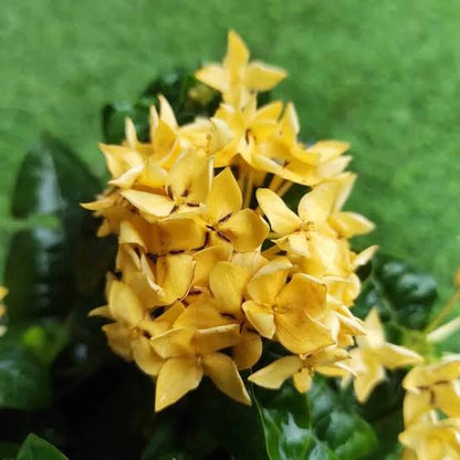 Bees Plant Hub Dwarf Ixora Yellow All Time Flowering Live Plant