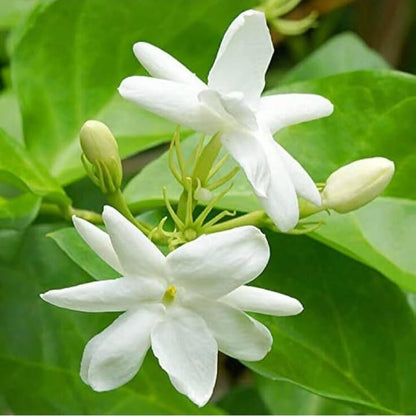 Bees Plant Hub Dwarf Jasmine Single Petal Highly Fragrant Flowering Live Plant