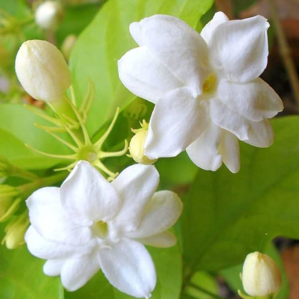 Bees Plant Hub Dwarf Jasmine Single Petal Highly Fragrant Flowering Live Plant
