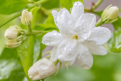 Bees Plant Hub Dwarf Jasmine Single Petal Highly Fragrant Flowering Live Plant