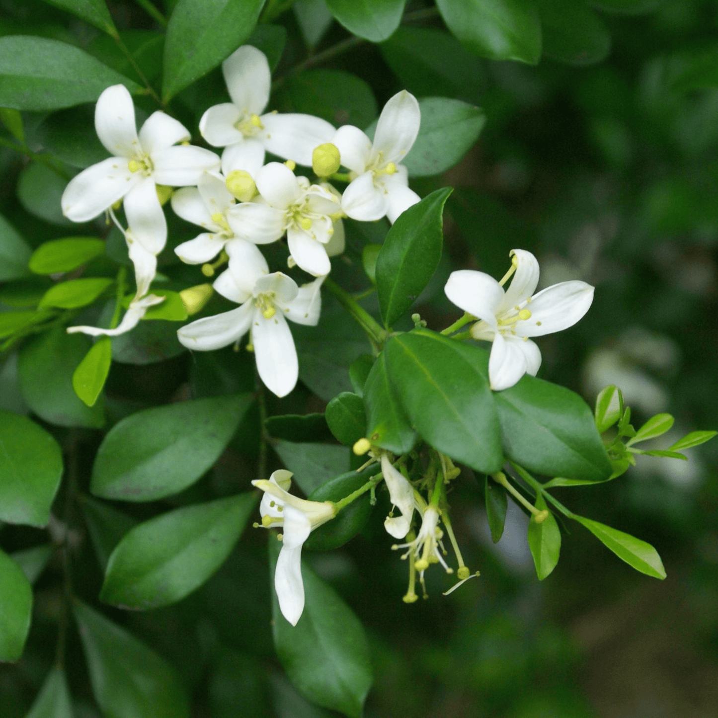 Dwarf Kamini (Murraya Paniculata) Highly Fragrant Rare Flowering Live Plant