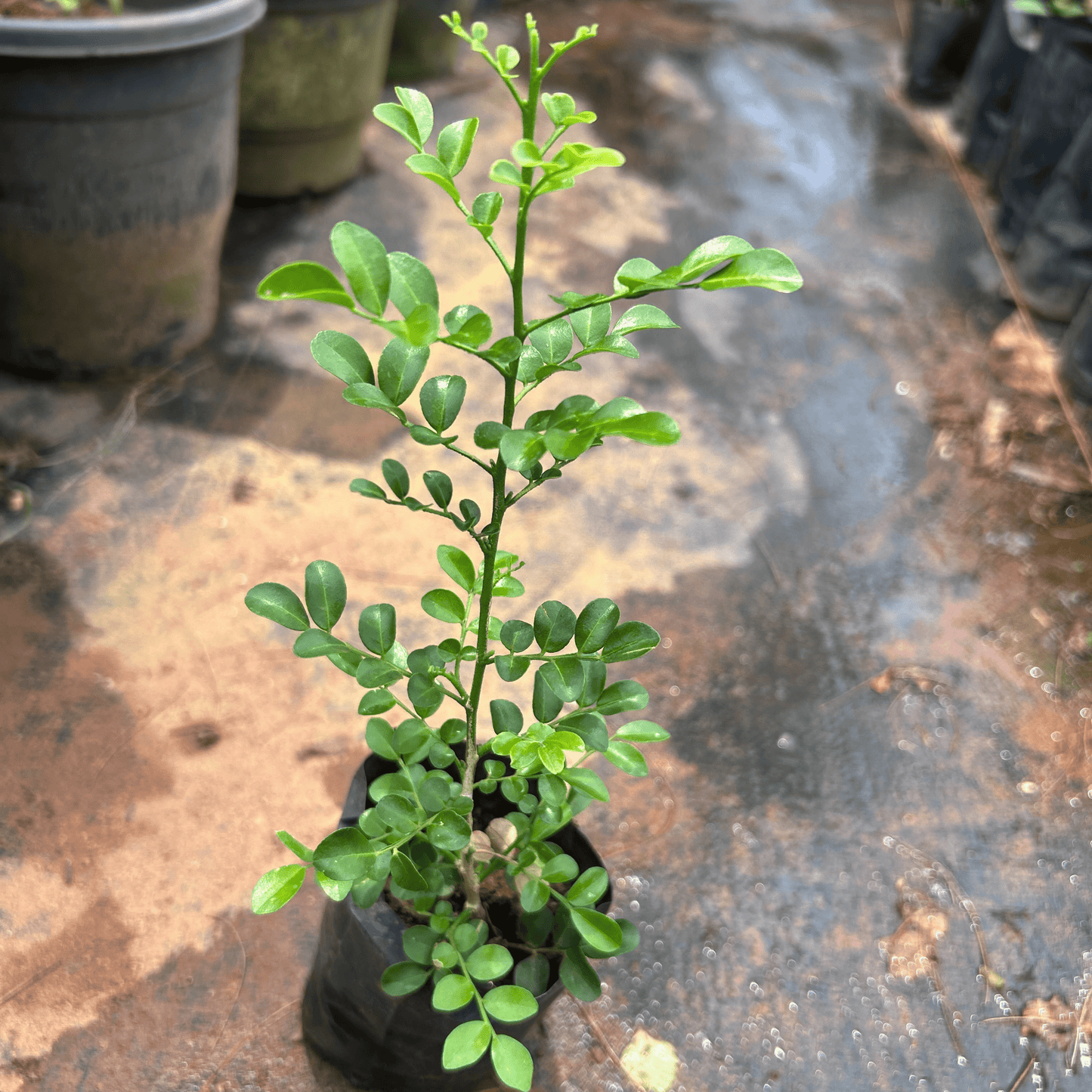 Dwarf Kamini (Murraya Paniculata) Highly Fragrant Rare Flowering Live Plant