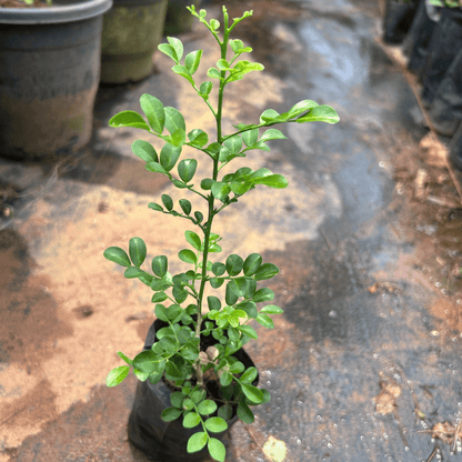 Dwarf Kamini (Murraya Paniculata) Highly Fragrant Rare Flowering Live Plant