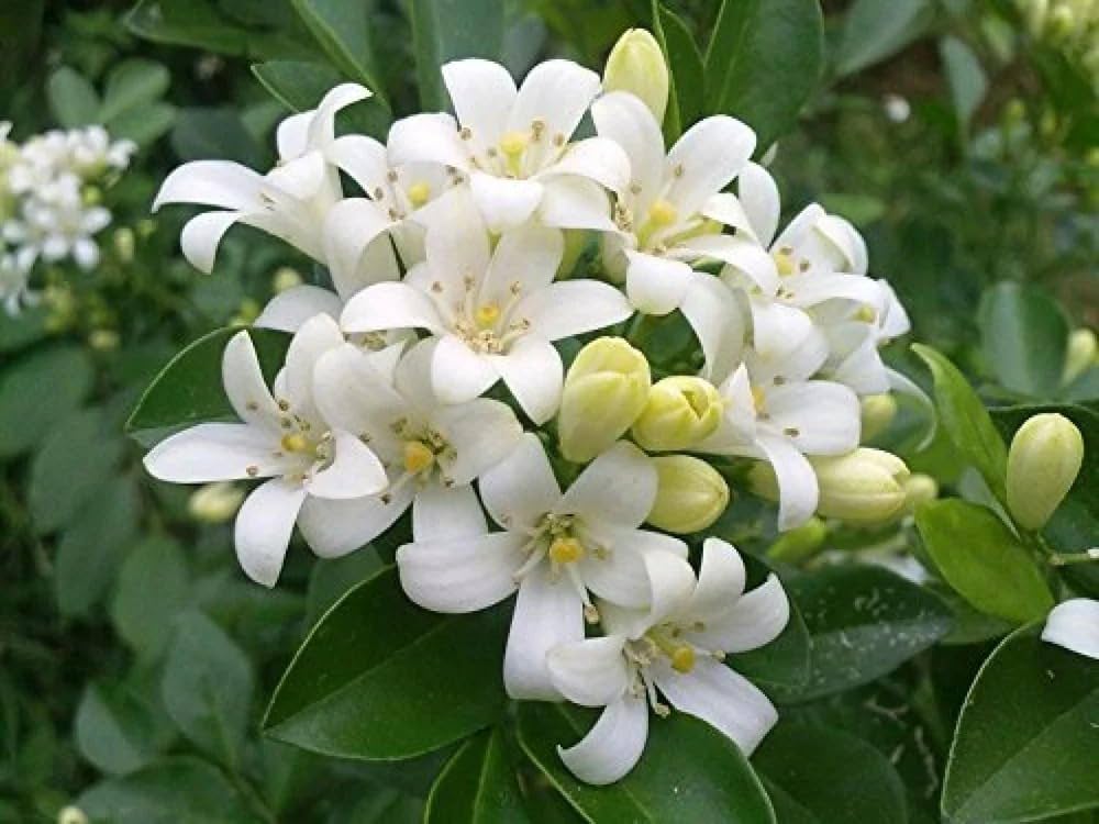 Bees Plant Hub Dwarf Kamini (Murraya Paniculata) Highly Fragrant Rare Flowering Live Plant