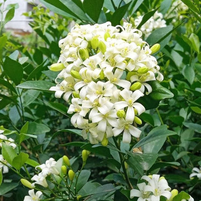 Bees Plant Hub Dwarf Kamini (Murraya Paniculata) Highly Fragrant Rare Flowering Live Plant