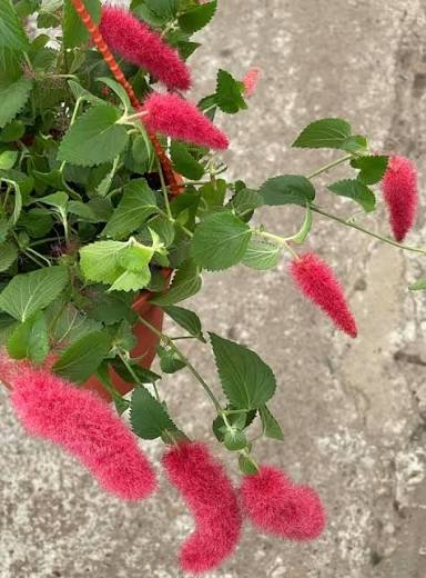 Bees Plant Hub Dwarf Monkey Tail (Acalypha pendula) All Time Flowering Live Plant
