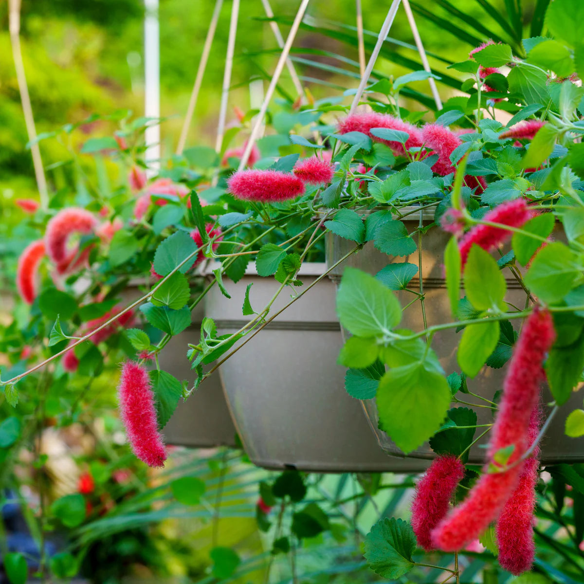 Bees Plant Hub Dwarf Monkey Tail (Acalypha pendula) All Time Flowering Live Plant