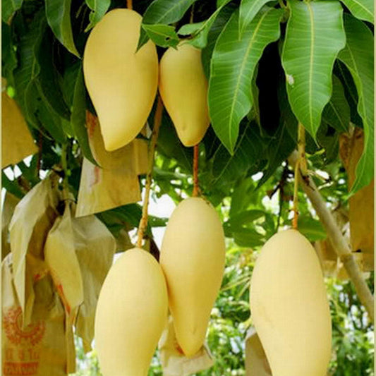 Bees Plant Hub Dwarf Nam Doc Mai Mango Grafted Live Plant