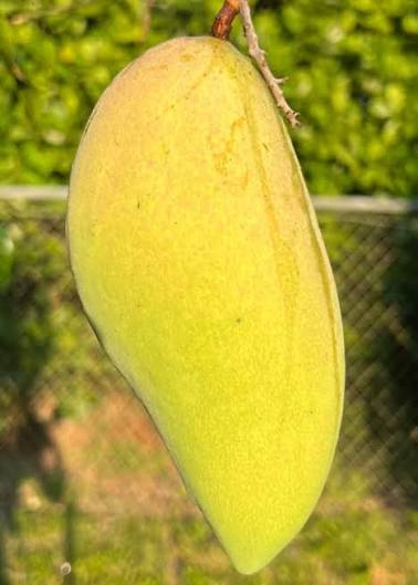 Bees Plant Hub Dwarf Nam Doc Mai Mango Grafted Live Plant