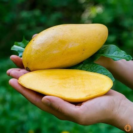 Bees Plant Hub Dwarf Nam Doc Mai Mango Grafted Live Plant