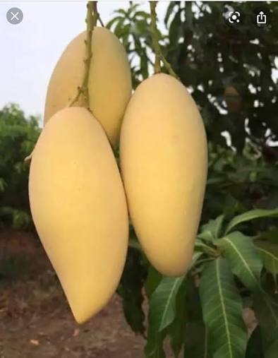 Bees Plant Hub Dwarf Nam Doc Mai Mango Grafted Live Plant