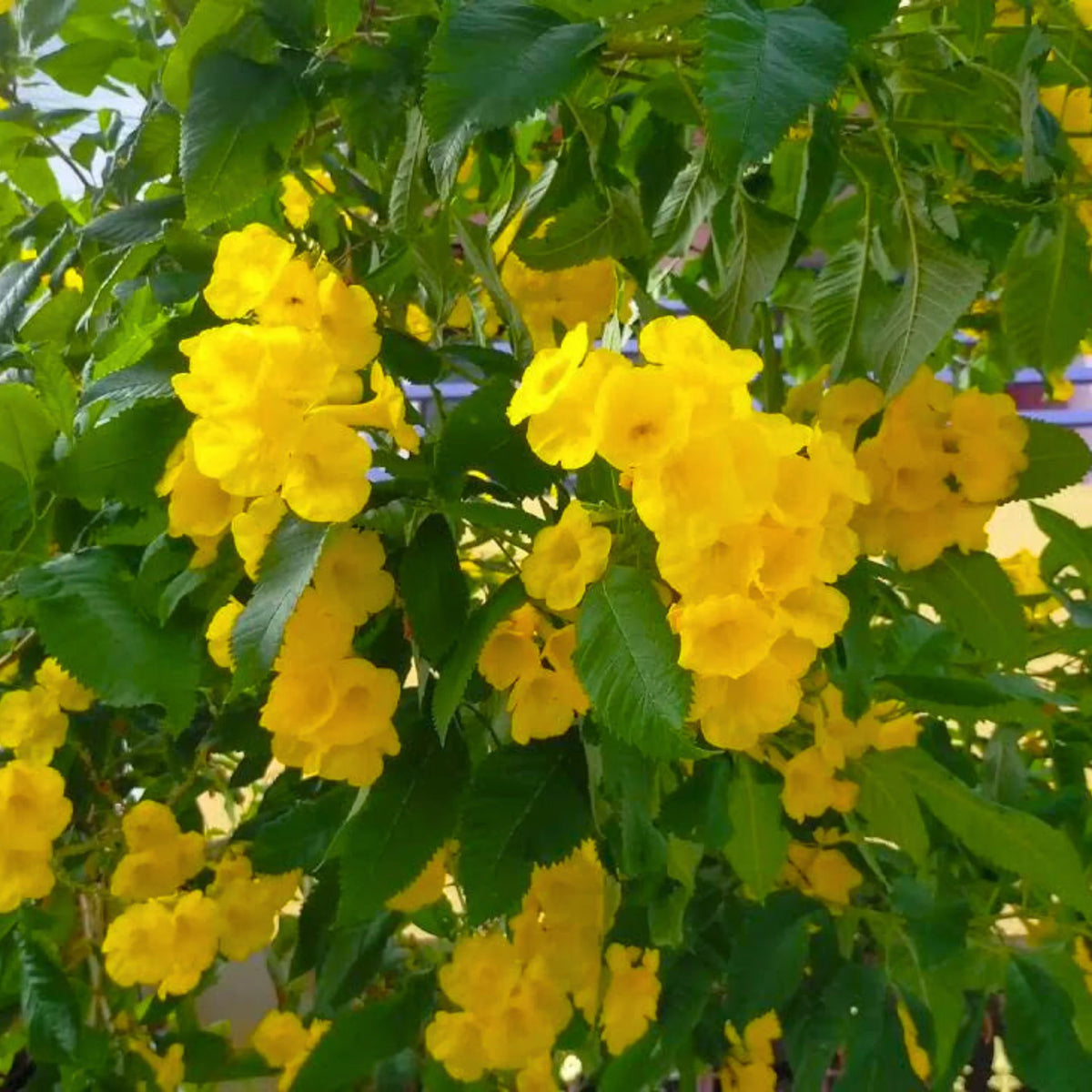 Bees Plant Hub Dwarf Thanka Arali All Time Flowering Live Plant