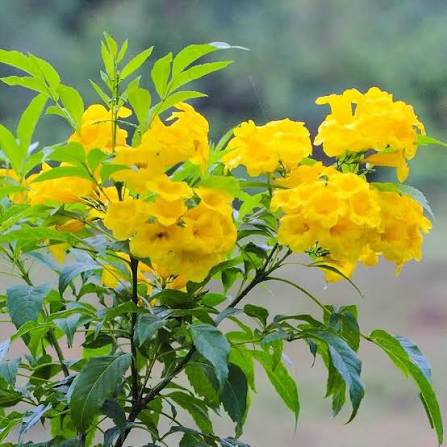 Bees Plant Hub Dwarf Thanka Arali All Time Flowering Live Plant