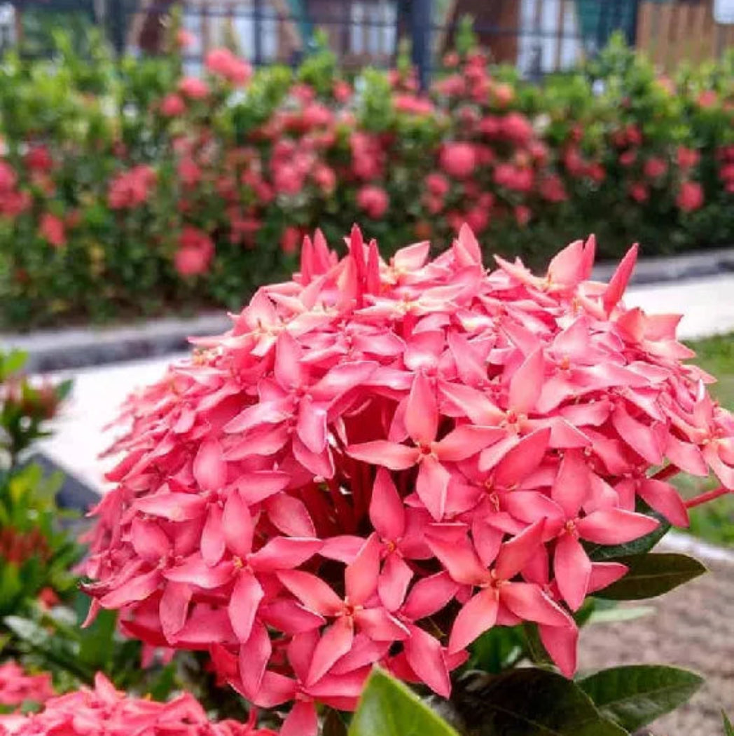 Bees Plant Hub Dwarf Ixora Pink All Time Flowering Live Plant