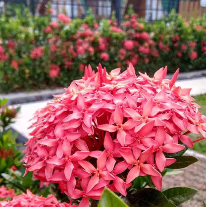 Bees Plant Hub Dwarf Ixora Pink All Time Flowering Live Plant