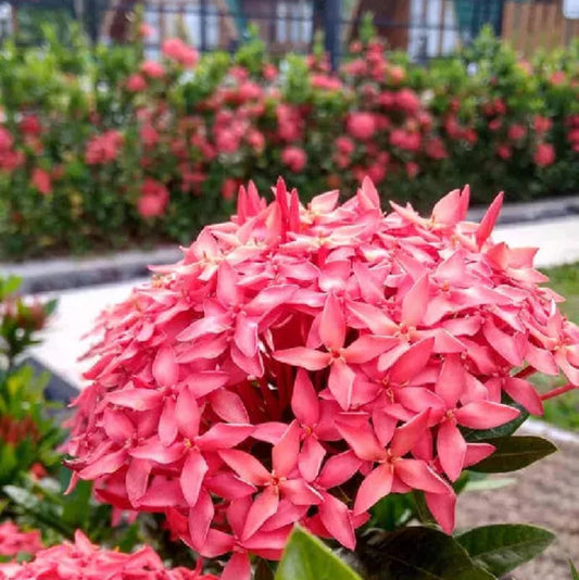 Bees Plant Hub Dwarf Ixora Pink All Time Flowering Live Plant